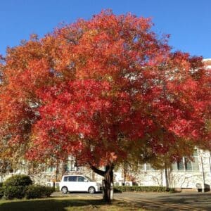 Vue générale de Pistacia chinensis, Feuillage du Pistachier chinois en automne