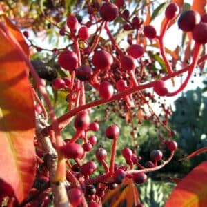 Pistacia chinensis, Infrutescence du Pistachier chinois, Graines de Pistacia chinensis, Graines de Pistachier chinois