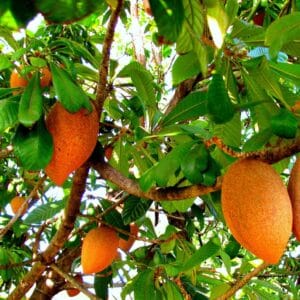 Fructification de Pouteria sapota, Fruits et feuilles d'un Sapotier, Graines de Pouteria sapota, Graines de Sapote