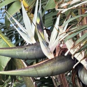 Ravenala madagascariensis subsp. Honkondambo, Inflorescence de Ravenale Honkondambo