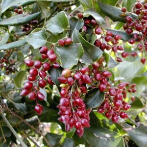 Fructification de Smilax aspera, Grappes de fruits de Salsepareille d'Europe, Graines de Smilax aspera, graines de Salsepareille
