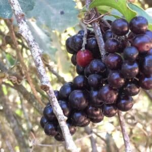Fruits de Smilax aspera, Grappes de fruits de Salsepareille d'Europe, Graines de Smilax aspera, graines de Salsepareille