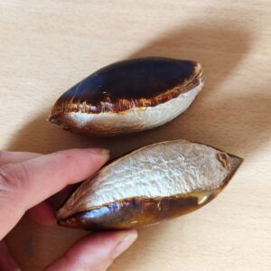Pouteria sapota, Sapote, graines de Pouteria sapota, graines de Sapote, achat graines de sapote, semis pouteria sapota