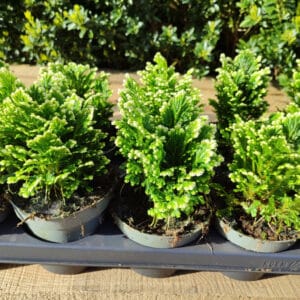 Plants de Selaginella lepidophylla, Plants de Roses de Jericho, Plante de la Résurrection, achat Rose de Jéricho, achat Selaginella, Selaginella vivante