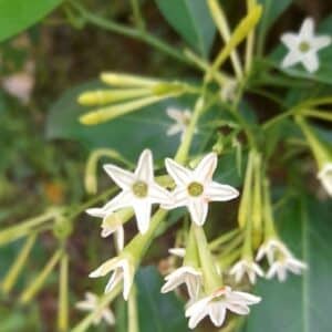 Cestrum nocturnum en fleur, Fleurs de Cestreau nocturne ou Jasmin de nuit, Graines de Cestrum nocturnum, Graines de Jasmin de nuit, Graines de Cestreau nocturne