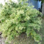 Port de Cestrum nocturnum, Vue générale d'un Jasmin de nuit, Graines de Cestrum nocturnum, Graines de Jasmin de nuit