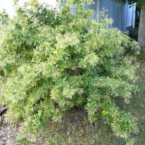 Port de Cestrum nocturnum, Vue générale d'un Jasmin de nuit, Graines de Cestrum nocturnum, Graines de Jasmin de nuit