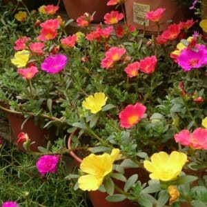 Floraison de Portulaca oleracea, Culture en pot de Pourpier potager