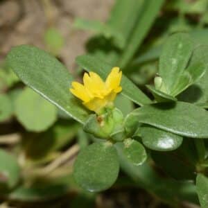 Portulaca oleracea en fleur, Fleur et feuilles du Pourpier potager, Graines de Portulaca oleracea, Graines de Pourpier potager
