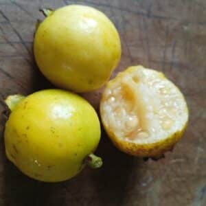 Détails du fruit de Psidium cattleyanum f. lucidum, Coupe d'une Goyave blanche, graines de Psidium cattleyanum f. lucidum, Graines de Goyavier blanc, graines de Goyavier de Chine à fruits jaunes