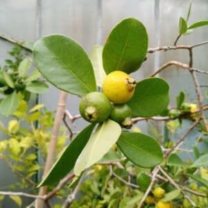 Psidium cattleyanum f. lucidum, Fructification d'un Goyavier blanc, graines de Psidium cattleyanum f. lucidum, Graines de Goyavier blanc, graines de Goyavier de Chine à fruits jaunes