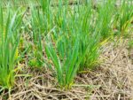 Allium tuberosum, Ciboule de Chine, Allium tuberosum en culture, Plants de Ciboule de Chine