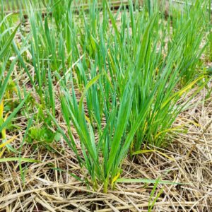 Allium tuberosum, Ciboule de Chine, Allium tuberosum en culture, Plants de Ciboule de Chine