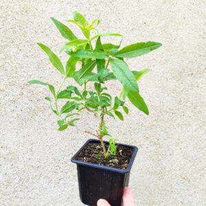 Plant Aloysia citrodora, Jeune plant de Verveine citronnée, plant de Lippia citrodora, plant Verbena citriodora, plant Aloysia triphylla