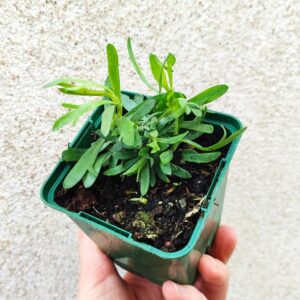Plant d'Estragon, jeune plant d'Estragon vivace, plant d'Artemisia dracunculus