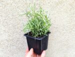 Plant Helichrysum italicum, Jeune plant Herbe a curry, plant Hélichryse italienne en godet
