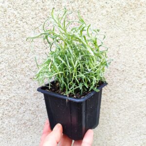 Plant Helichrysum italicum, Jeune plant Herbe a curry, plant Hélichryse italienne en godet
