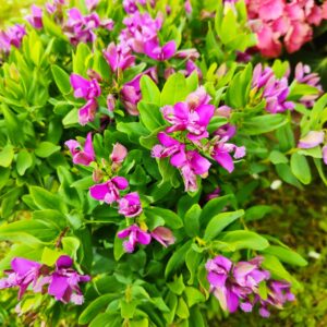 Polygala myrtifolia, Polygala en fleurs, Floraison de Polygala myrtifolia, Floraison de Polygale à feuilles de myrte