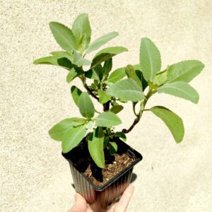 Plant de Salvia apiana, Plant de Sauge blanche, plant de Sauge sacrée, Sauge sacrée, sauge blanche, salvia apiana