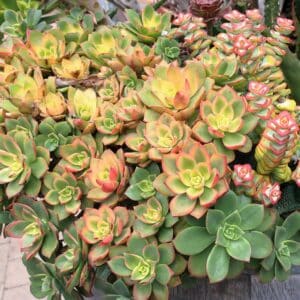 Culture d'Aeonium haworthii Kiwi, Aéonium kiwi en pot