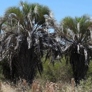Vue générale de Butia yatay, Butia argentin en milieu naturel, Graines Butia yatay, Graines de Butia argentin
