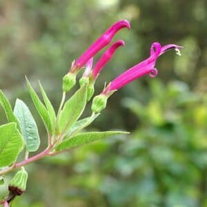 Floraison de Centropogon talamancensis, Fleurs de Centropogon, Graines de Centropogon talamancensis