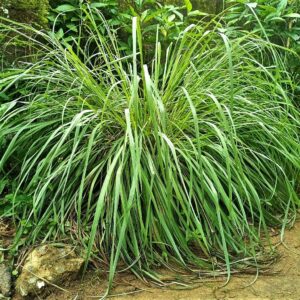 Vue générale de Cymbopogon citratus, Pied de Citronnelle