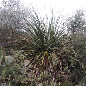 Vue générale de Dasylirion cedrosenum, Cedros sotol en milieu naturel, Graines de Dasylirion cedrosenum, Graines de Cedros sotol