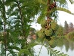 Cônes de Séquoia de Chine, graines de Metasequoia glyptostroboides, graines de Séquoia de Chine