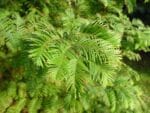 Feuillage de Metasequoia glyptostroboides, Feuilles du Séquoia de Chine, graines de Metasequoia glyptostroboides, graines de Séquoia de Chine