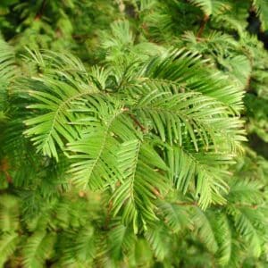 Feuillage de Metasequoia glyptostroboides, Feuilles du Séquoia de Chine, graines de Metasequoia glyptostroboides, graines de Séquoia de Chine
