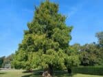 Metasequoia glyptostroboides, Vue générale du Séquoia de Chine