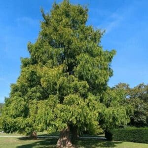 Metasequoia glyptostroboides, Vue générale du Séquoia de Chine