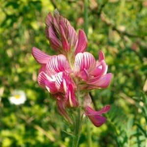 Floraison d'Onobrychis viciifolia, Fleur du Sainfoin cultivé, Graines d'Onobrychis viciifolia, Graines de Sainfoin cultivé