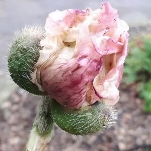 Bouton floral de Papaver paeoniflorum Flemish antique ou Pavot pivoine Flemish antique, Graines de Papaver paeoniflorum Flemish Antique, Pavot pivoine Flemish Antique