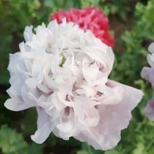 Fleur de Papaver paeoniflorum Flemish Antique, Inflorescence de Pavot pivoine Flemish Antique, Graines de Papaver paeoniflorum Flemish Antique, Pavot pivoine Flemish Antique