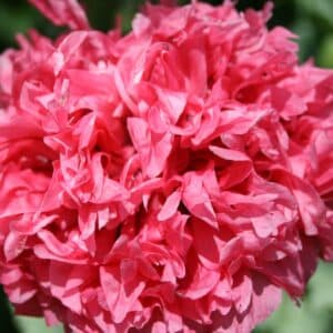 Fleur de Papaver paeoniflorum Frosted salmon ou Pavot pivoine Frosted salmon