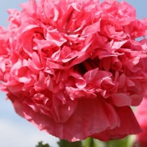 Fleur de Papaver paeoniflorum Frosted salmon ou Pavot pivoine Frosted salmon, Graines de Papaver paeoniflorum Frosted salmon, Graines de Pavot pivoine Frosted salmon