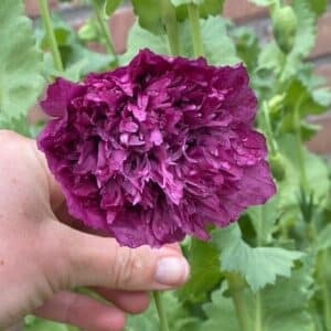 Détails d'une fleur de Papaver somniferum Purple, Fleur de Pavot violet, Graines de Papaver somniferum Purple, Graines de Pavot violet