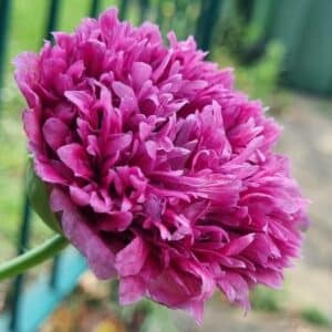 Fleur de Papaver somniferum Purple ou Pavot pivoine violet, Graines de Papaver somniferum Purple, Graines de Pavot violet