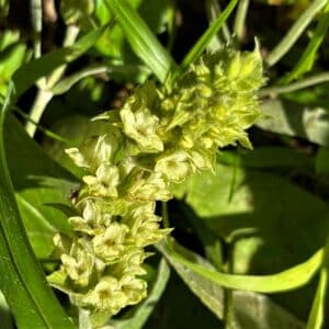 Sideritis syriaca en fleur, Fleurs du Thé grec des montagnes, graines de Sideritis syriaca, graines de Thé grec des montagnes, graines de Crapaudine de Syrie