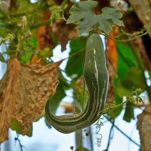 Fruit de Trichosanthes cucumerina, Culture de Courge serpent, Graines de Trichosanthes cucumerina, Graines de Courge serpent