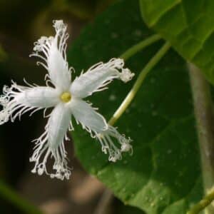Inflorescence de Trichosanthes cucumerina, Fleur de Courge serpent