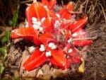 Capsules et graines de Zingiber chrysanthum ou Gingembre rouge