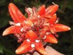 Infrutescence de Zingiber chrysanthum, Caspules de Gingembre rouge, Graines de Zingiber chrysanthum, Graines de Gingembre rouge