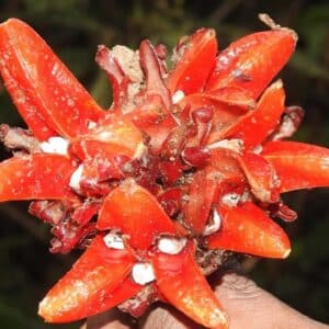 Infrutescence de Zingiber chrysanthum, Caspules de Gingembre rouge, Graines de Zingiber chrysanthum, Graines de Gingembre rouge