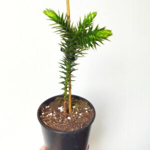 Plant Araucaria araucana, Plant Araucaria du Chili, plant de Désespoir des singes en pot, acheter un plant d'Araucaria araucana