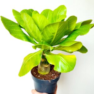 Nouvelles Graines Fraîches De Plantes Hydrocotyles Vertes - 30 Pièces Pour Intérieur Et Extérieur