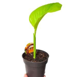 Plant de Curcuma longa, Plant de Curcuma en pot, achat de plant de Curcuma, Plant de Curcuma épice
