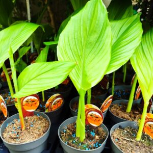 Curcuma longa, Curcuma vrai, plants de Curcuma, culture du curcuma, Plants de Curcuma en pot